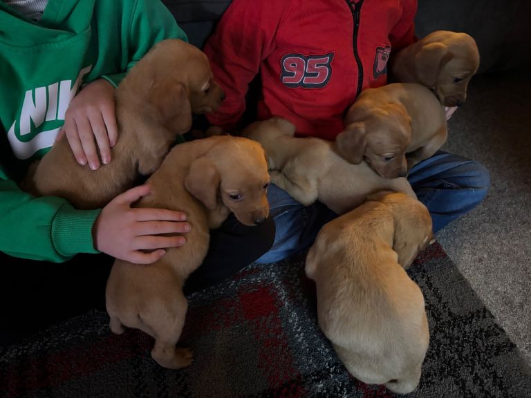 Cocker spaniel x Labrador Puppies