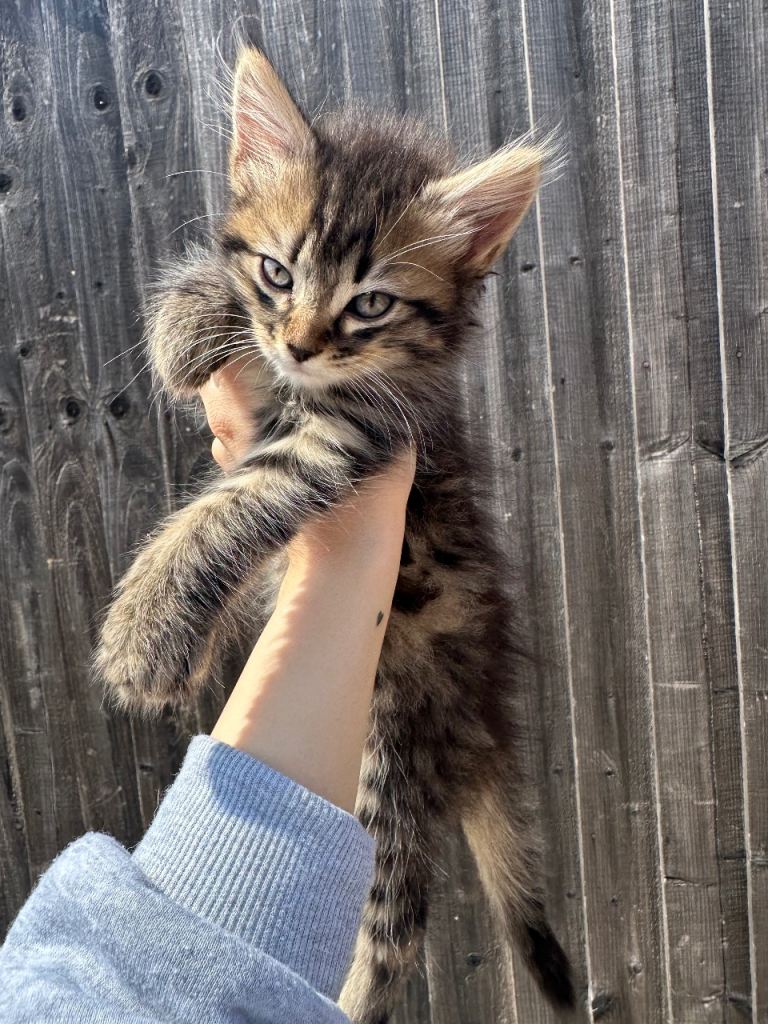 Kittens for sale