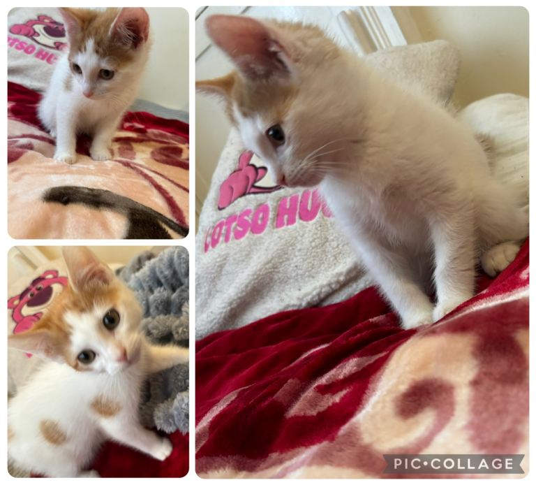 Fluffy Ragdoll x for sale white ginger orange kitten