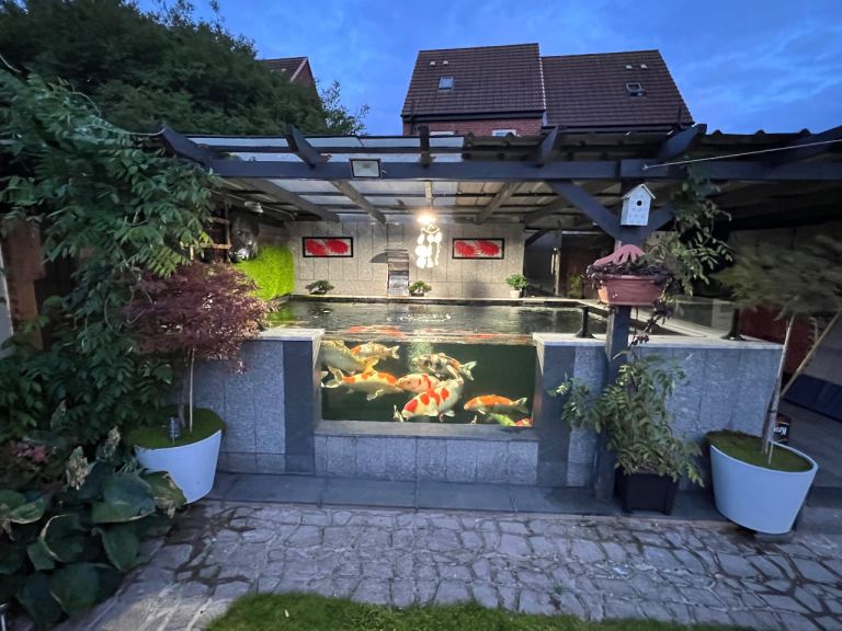 pond stuff and koi for sale