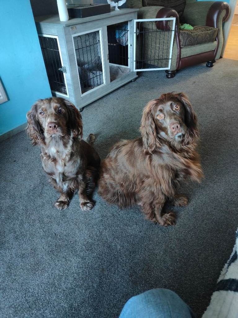 Beautiful cocker spaniel 