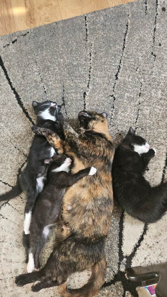 3 kittens loking new home.