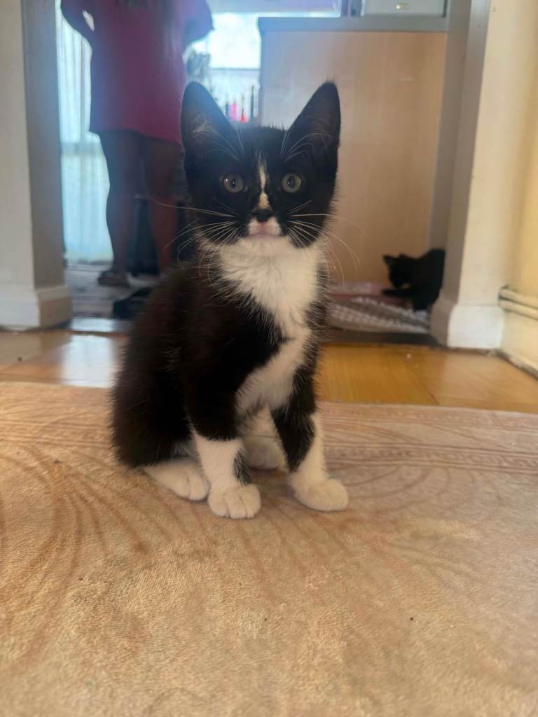 3 fluffy kittens for sale
