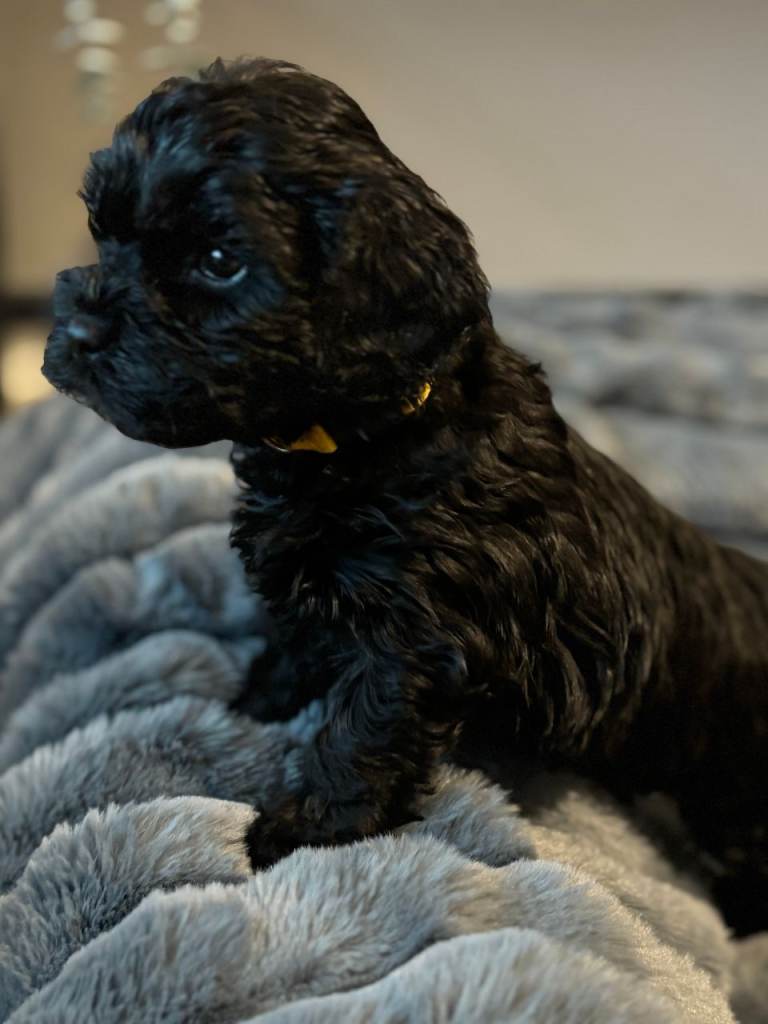 Adorable Sproodle Lhasa Apso Puppies
