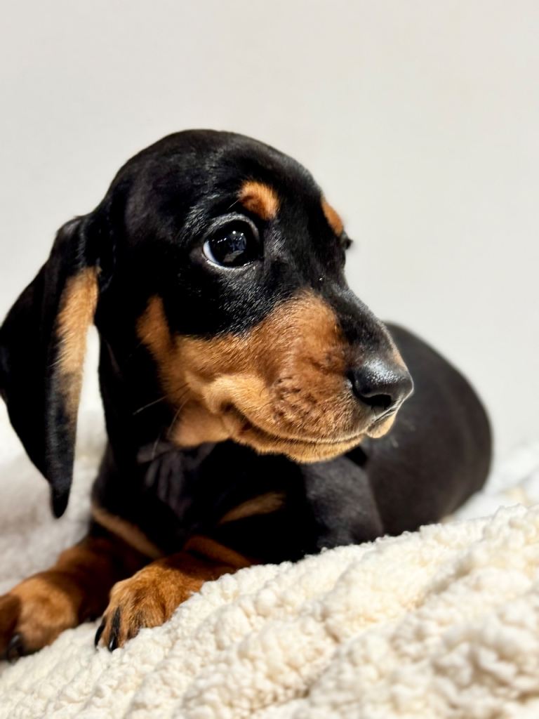 KC MINI DACHSHUND PUPS 