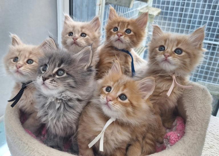 Mainecoon kittens