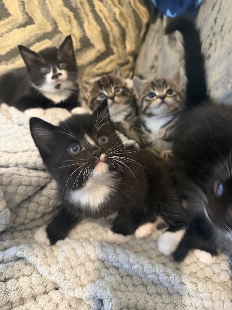 4 stunning kittens for sell 