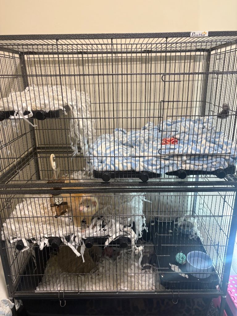 Ferret cage 