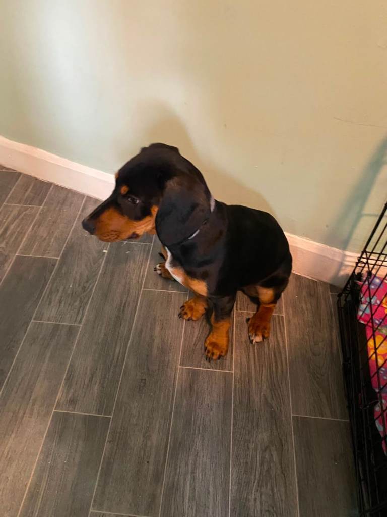 Male cockerjack for sale