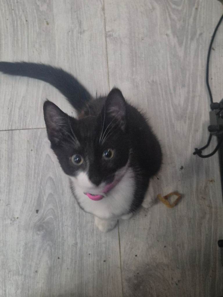 Female kittens for new home 