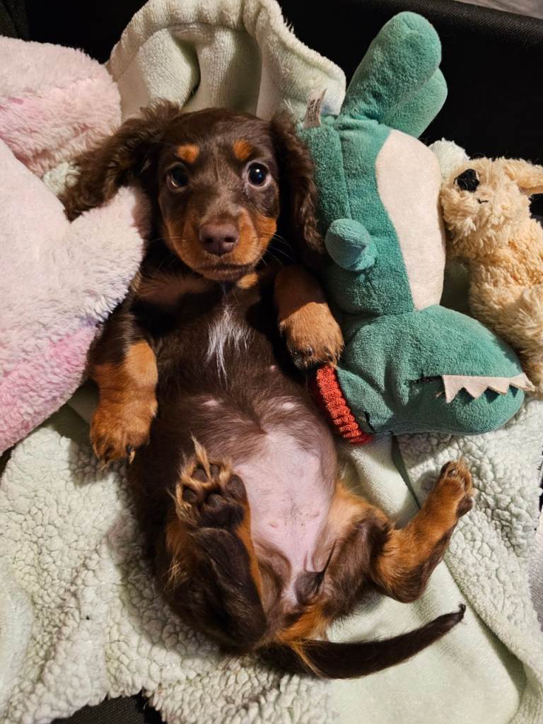 Miniature daschund