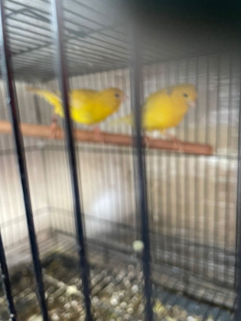 Canary 