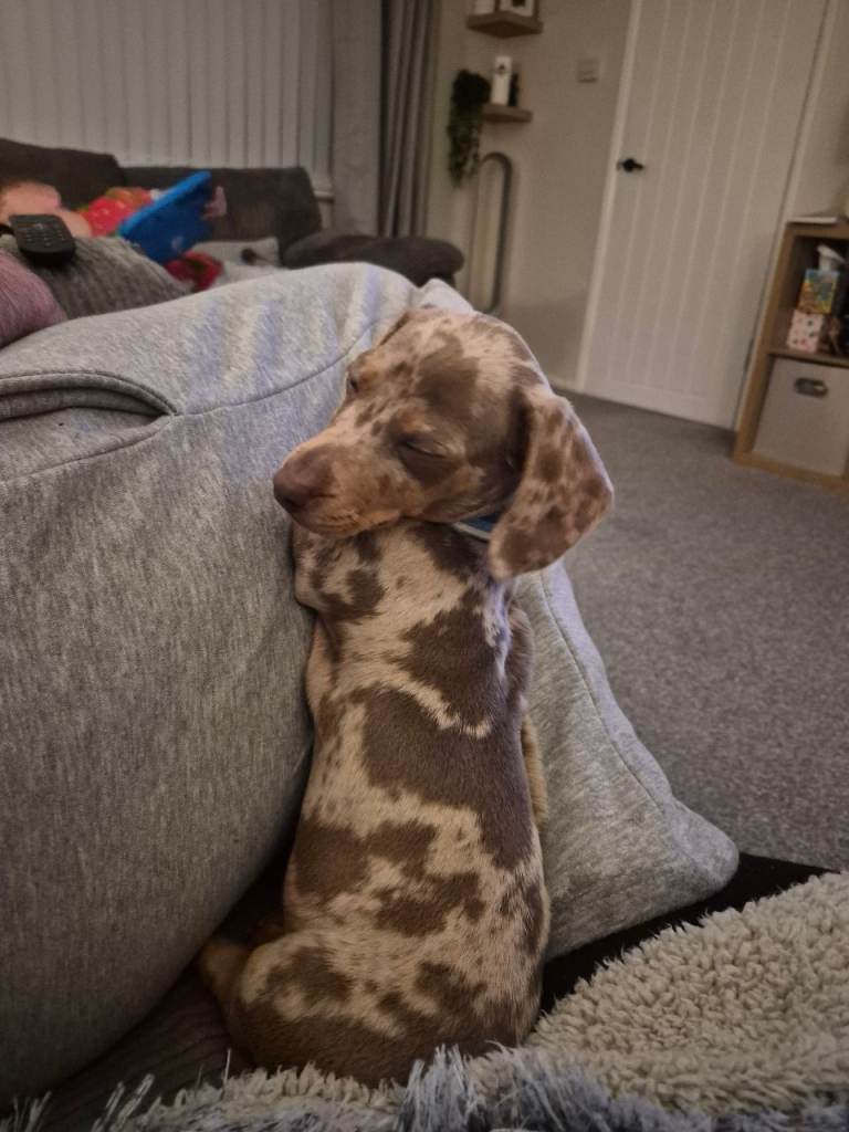 Dapple miniature dachshund 