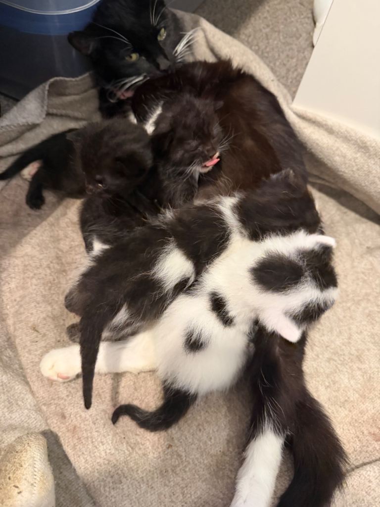 4 beautiful black and white kittens 