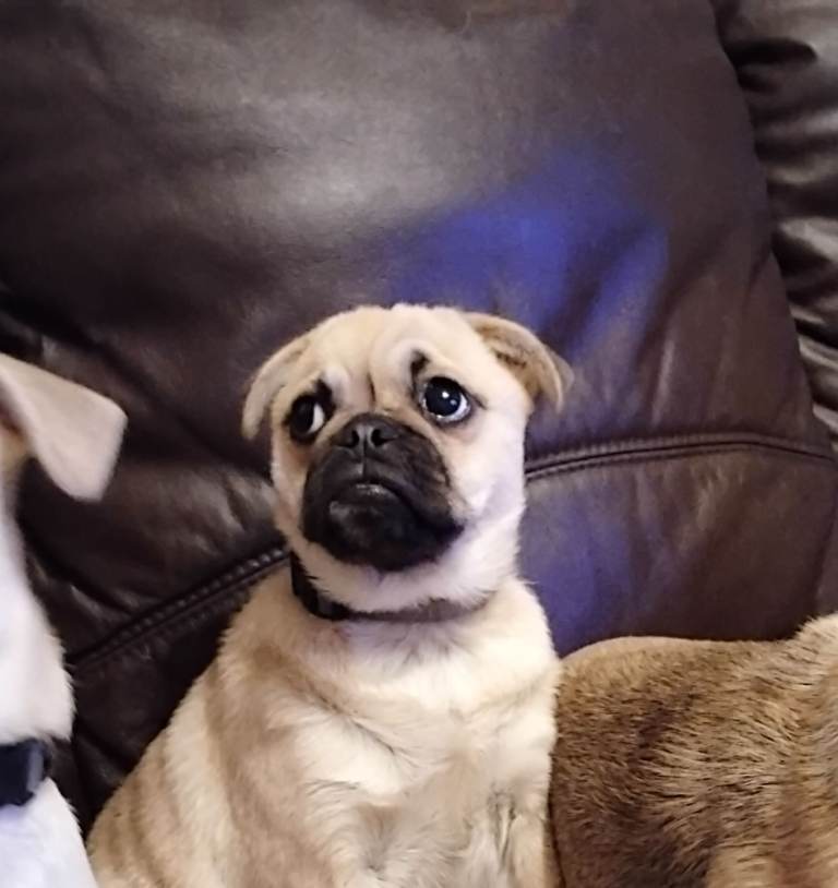 Crossbreed Pugs