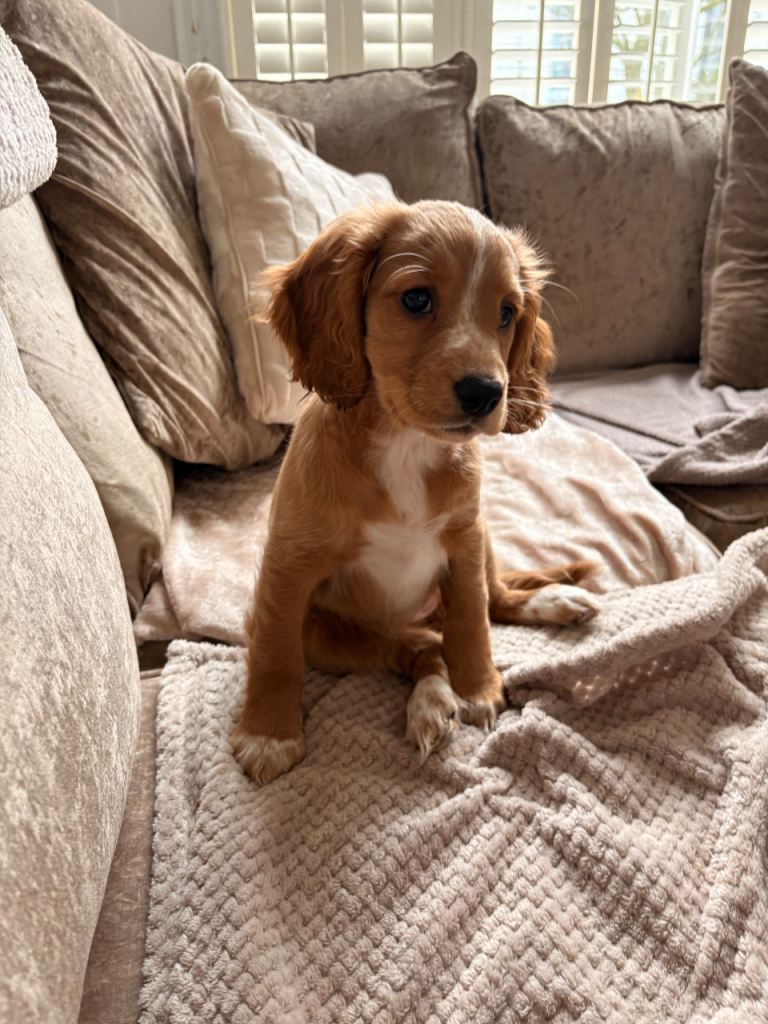 10 weeks old cocker spaniel 