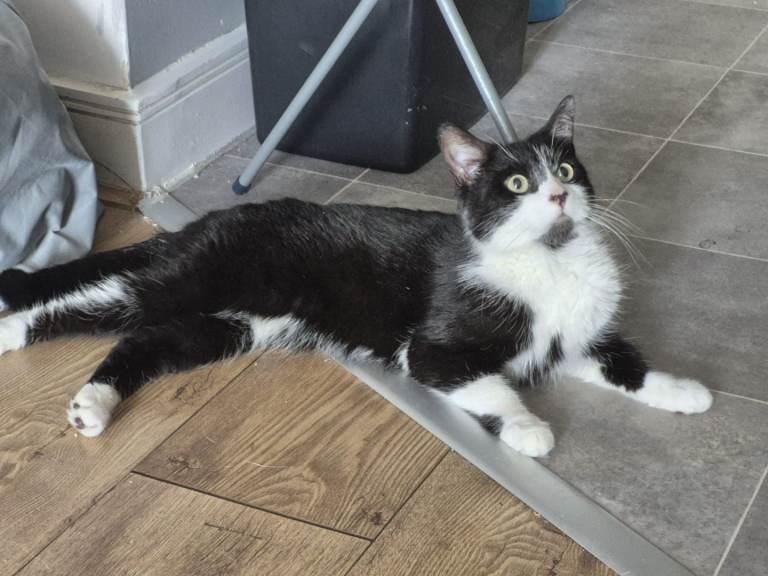 Sweet Girl Looking For A Loving Home