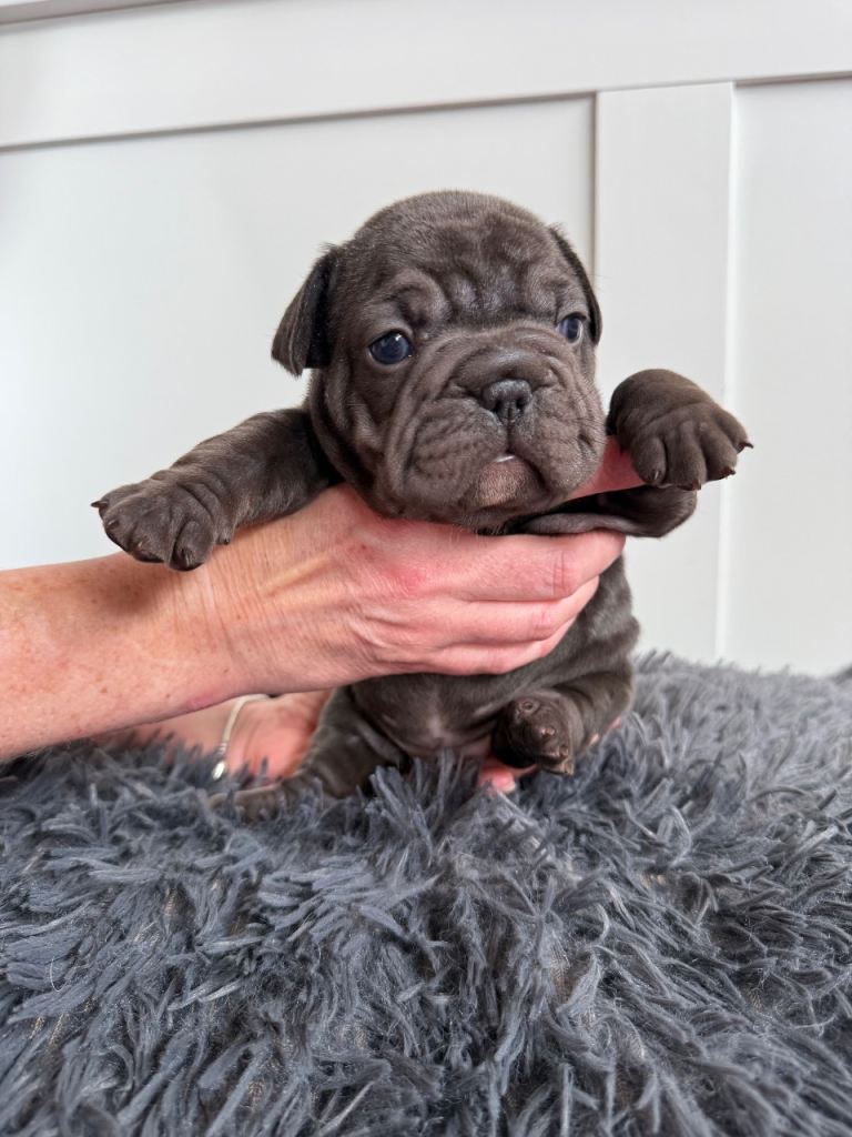 Gorgeous Chocolate French Bulldogs