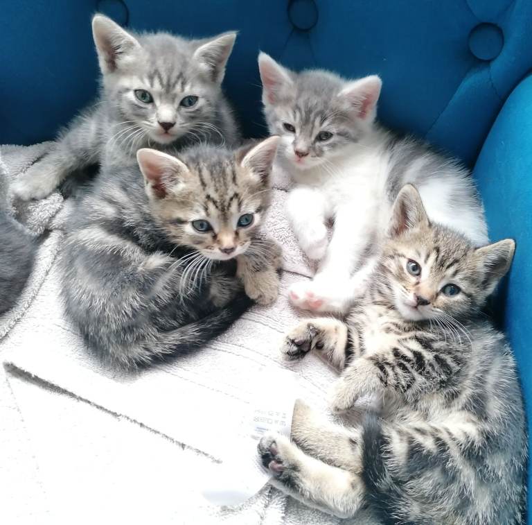 Tabby kittens all very well-handled ready for loving homes - 8 weeks old