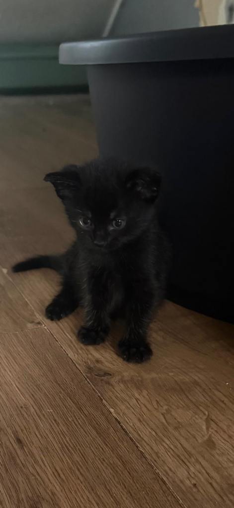 * kitten for sale *