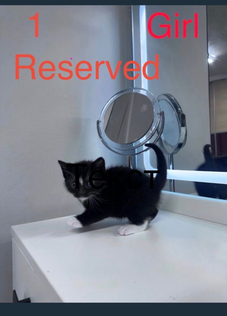 One adorable two-month-old male kitten is still available.