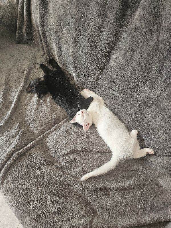 White and black kitten 