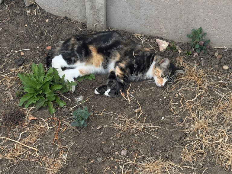 Lovely Cat, 16 months old 