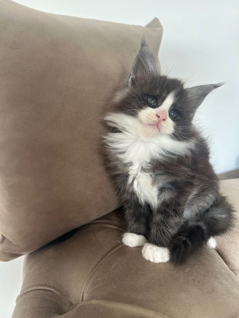 Maine Coon kittens