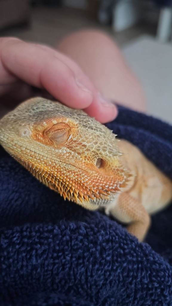 Yellow/Orange Bearded Dragon