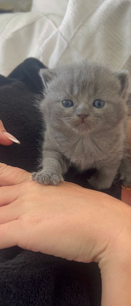 British Shorthair Cross Girl
