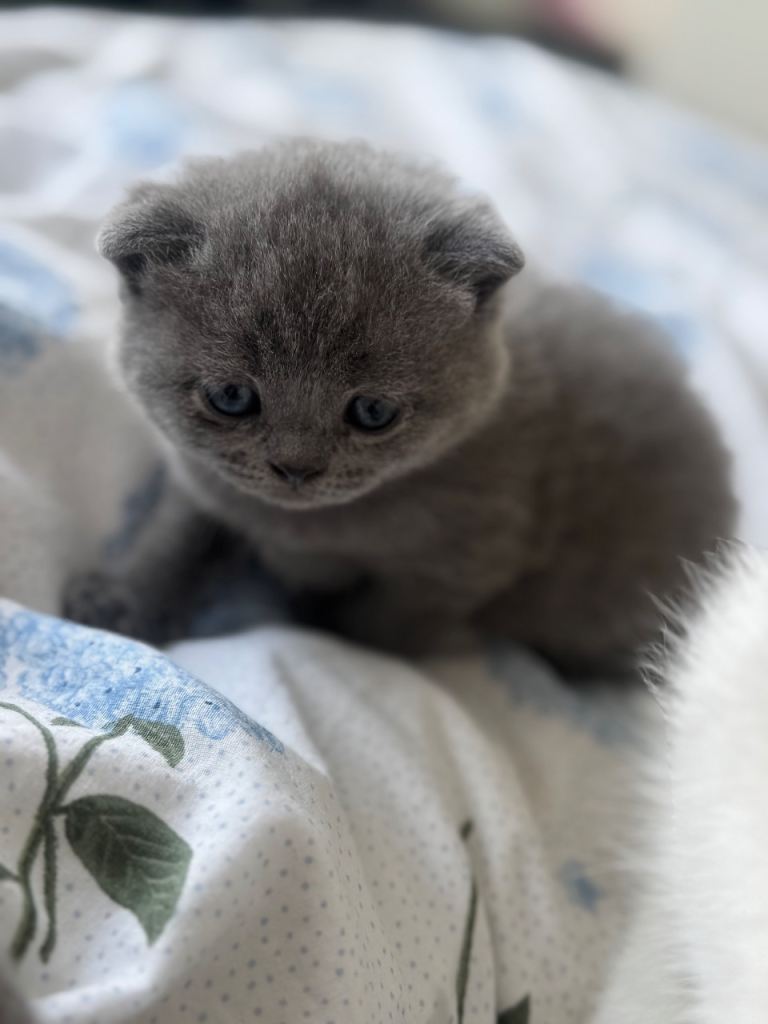 Stunning British Shorthair kittens 🐱 
