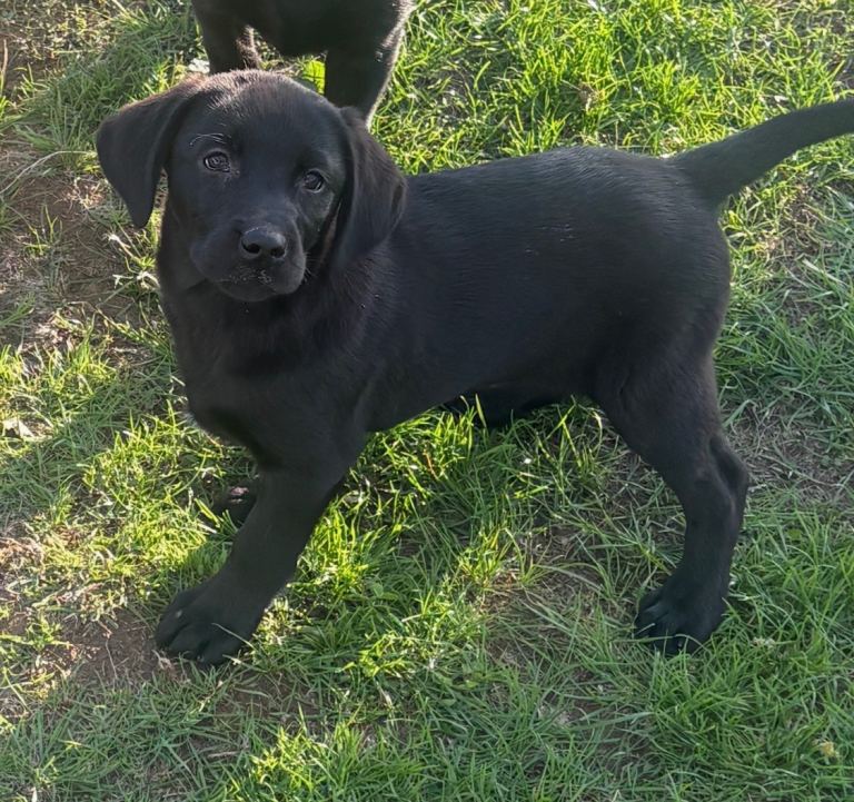 KC registered Labrador puppied