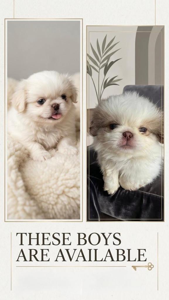 Pekingese 