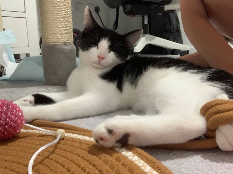     Beautiful Male Kitten – Ready to Leave Now – Bristol