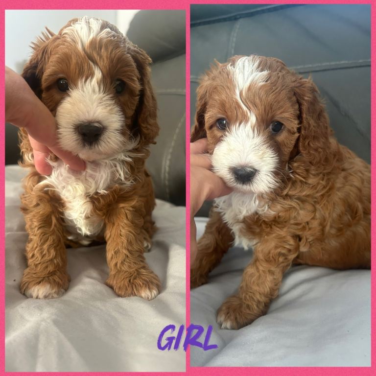 toy cavapoos!!