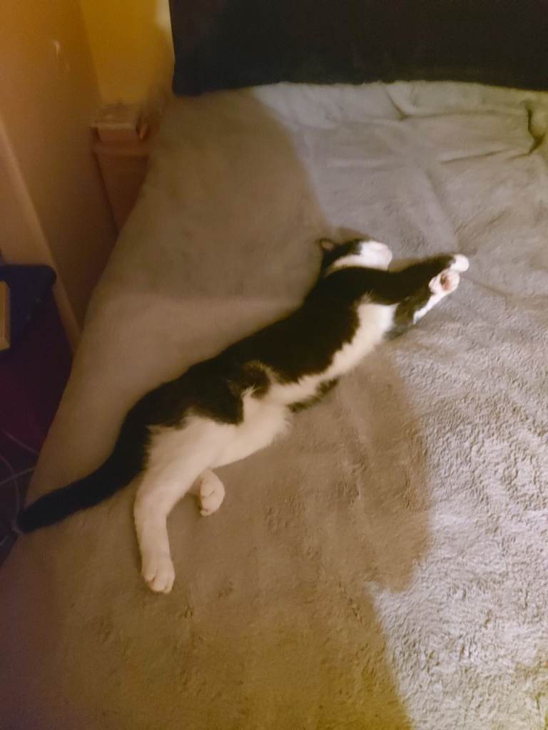 🐾 Tuxedo Tom Cat – Foxy – 18 Months – £50 🐾