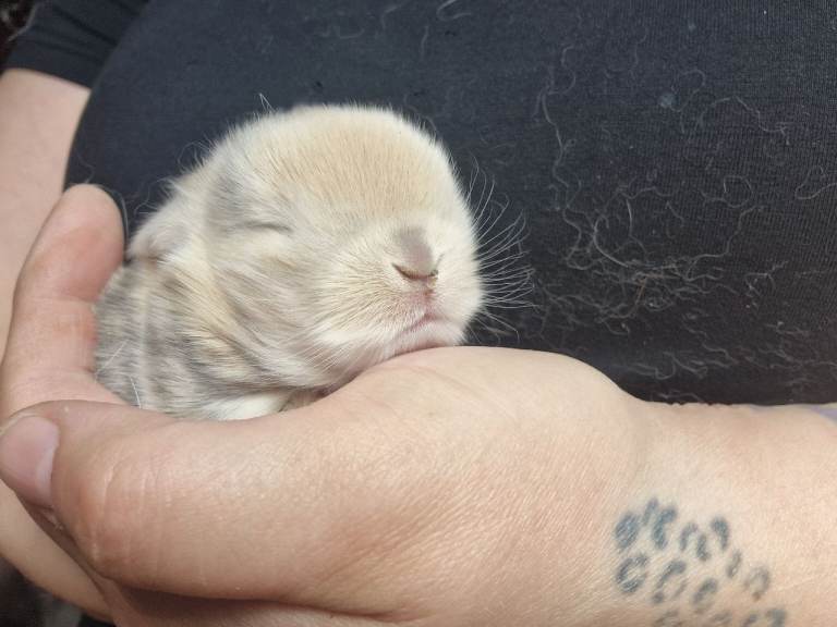 Mini lops