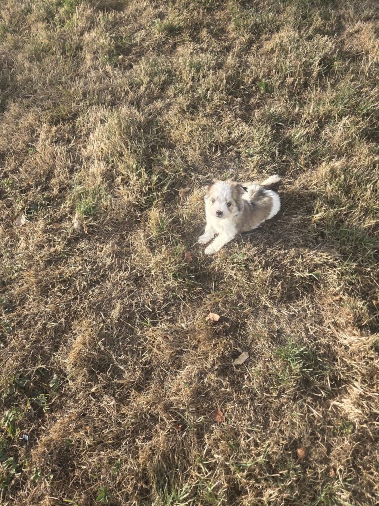 Jack Russel X Maltese 