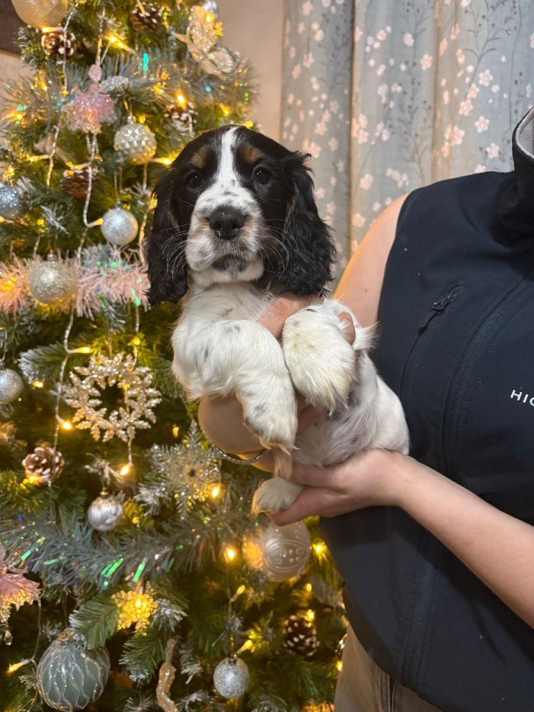 Stunning show cocker spaniels 