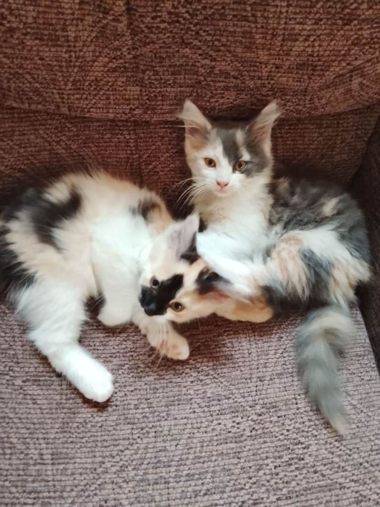 Beautiful Maine Coon kittens. 3 Calico F, 2 black & white M