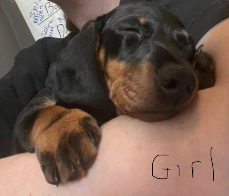 Miniature dachshund puppies