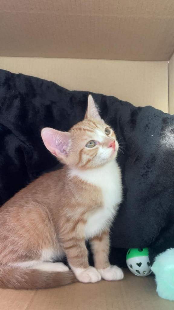 Kittens for sale 