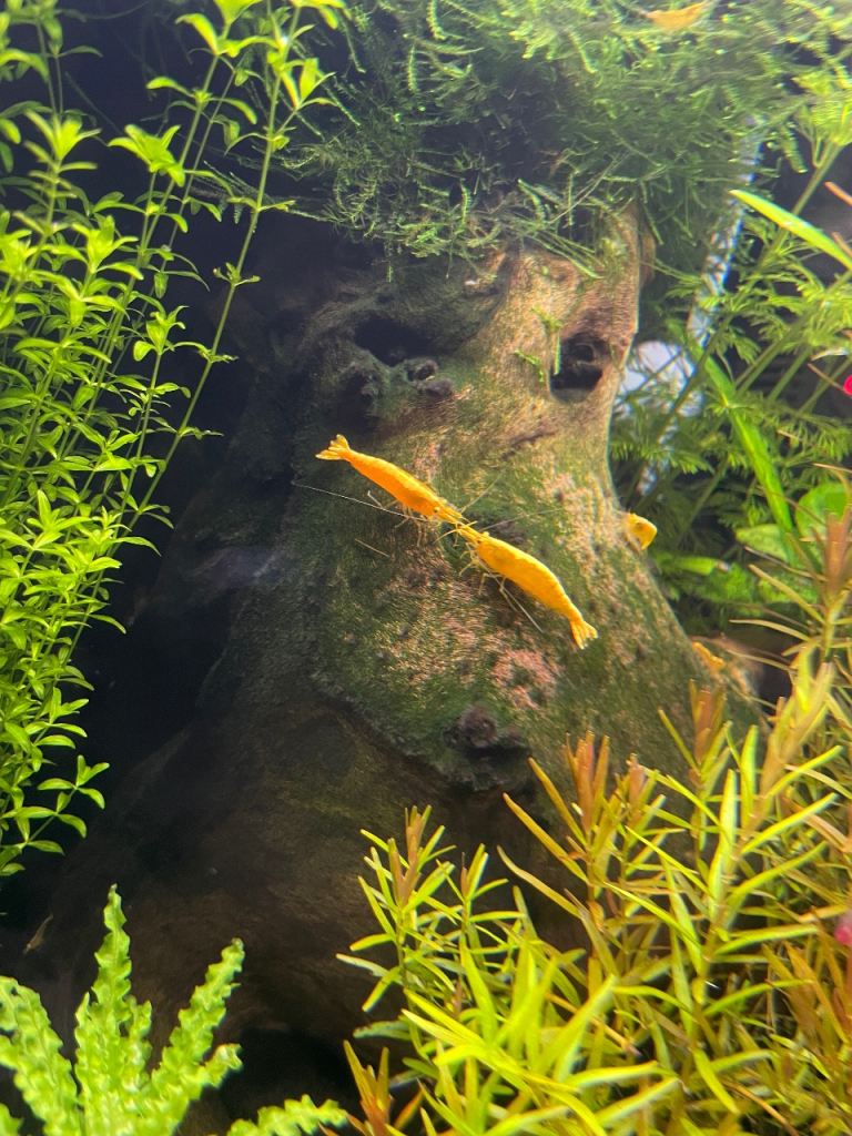 Shrimp / Guppy / Aquarium Plants