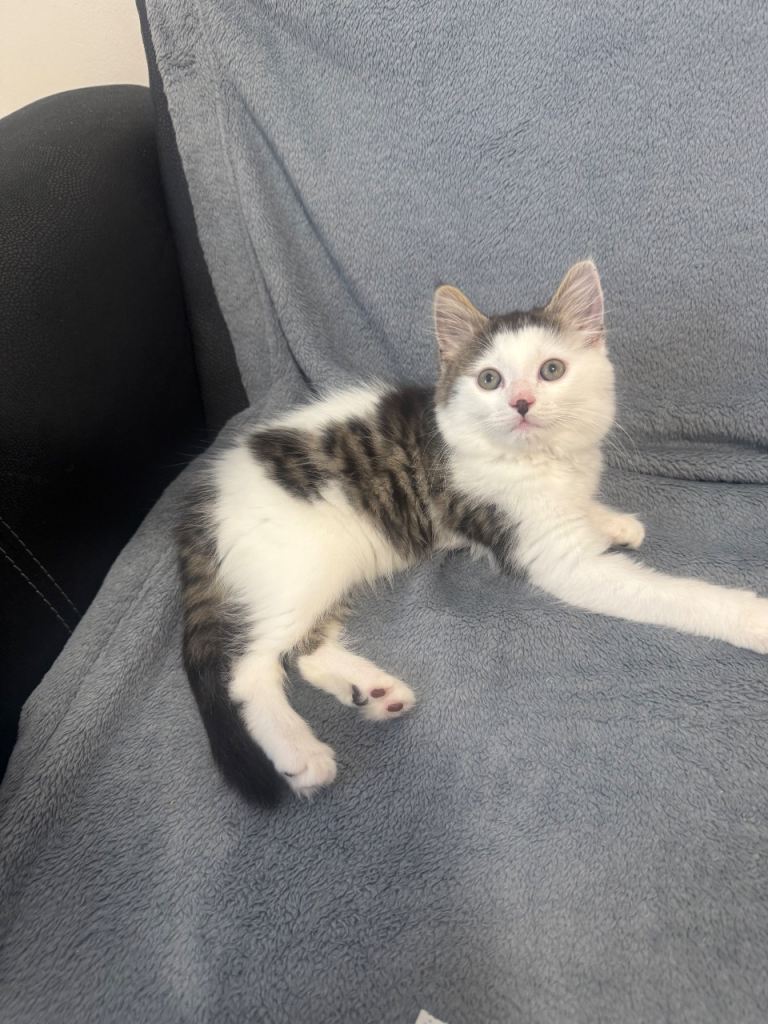 Male kitten Turkish angora 