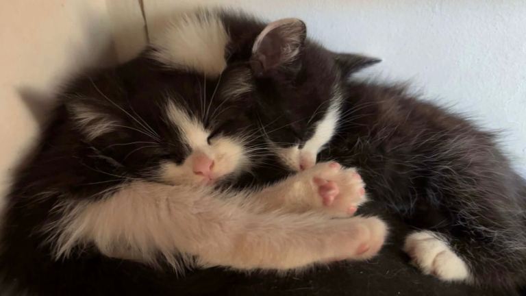 7 kittens for sale 