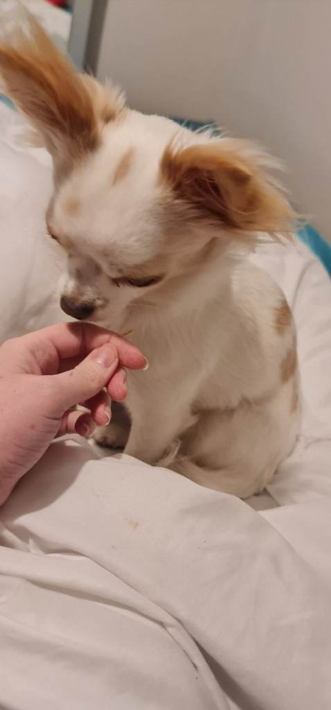 2 year old Chihuhaha 