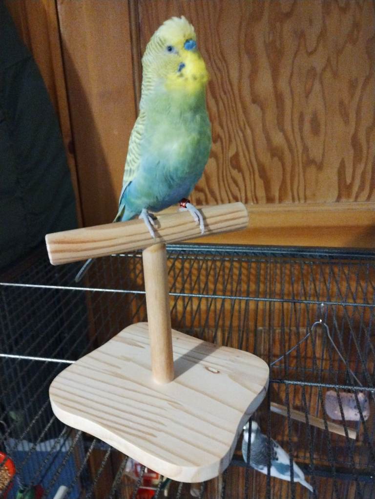 Small portable bird perch*new item*Lancing