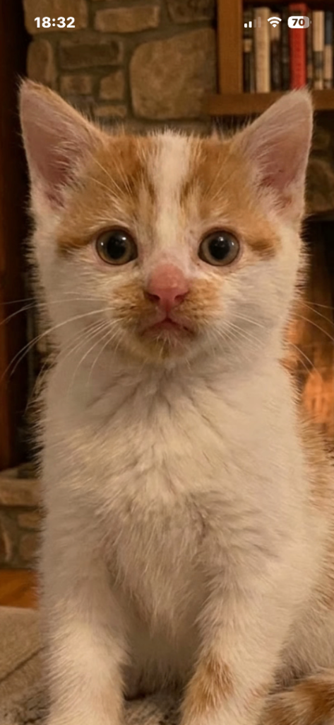 Kittens for sale