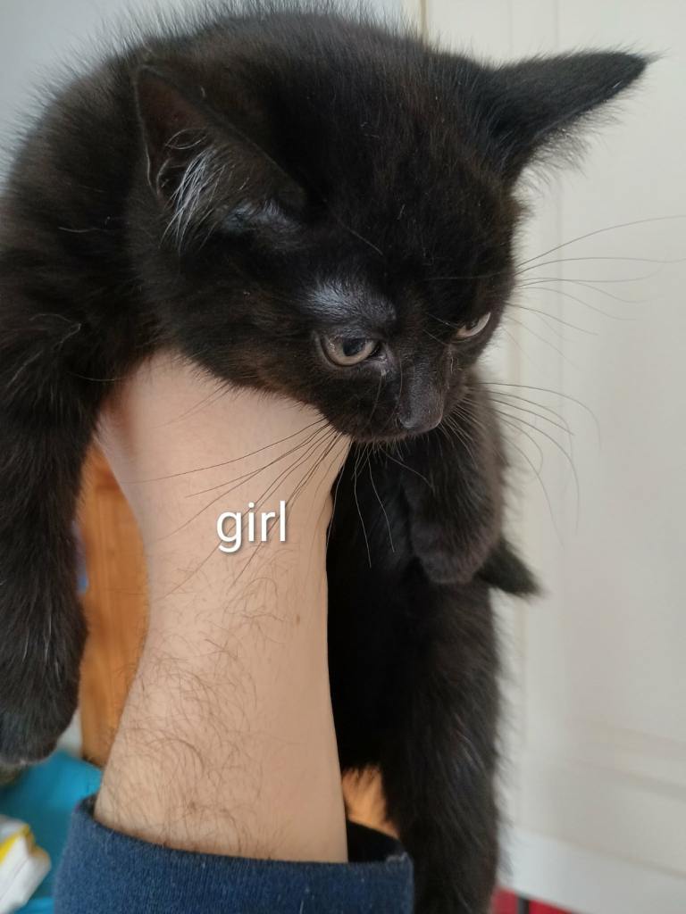 Dark Chocolate Brown Kittens 