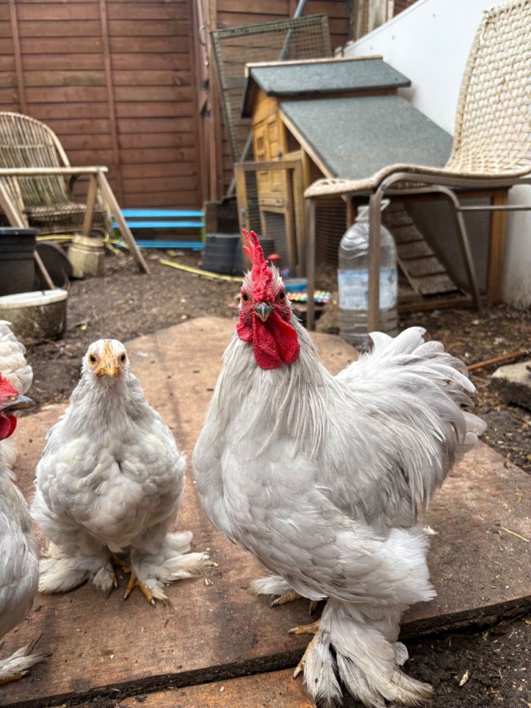 Pekin Bantam Rooster’s 